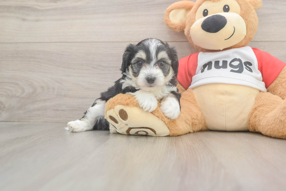 Aussiechon Puppy for Adoption