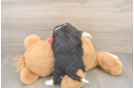 Petite Aussiechon Designer Pup