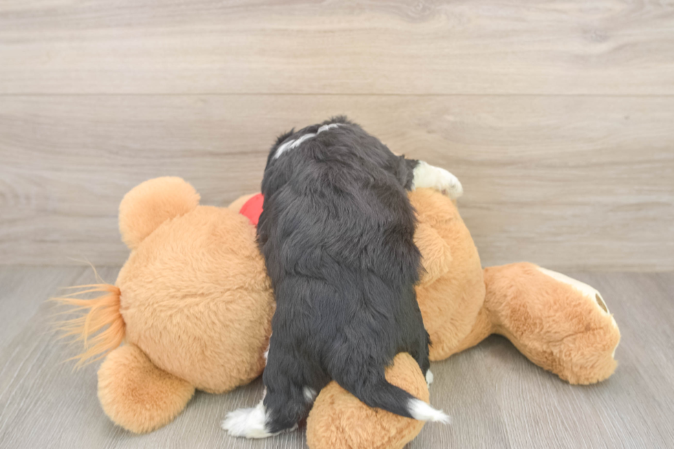 Petite Aussiechon Designer Pup