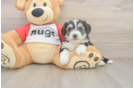 Energetic Aussie Bichon Designer Puppy