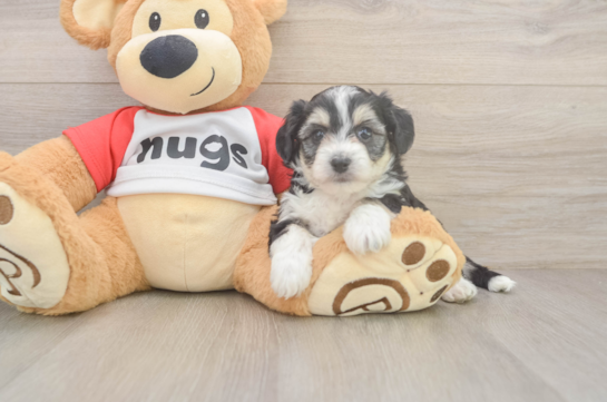 Energetic Aussie Bichon Designer Puppy