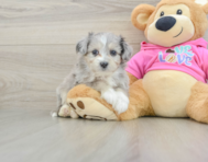 7 week old Aussiechon Puppy For Sale - Seaside Pups