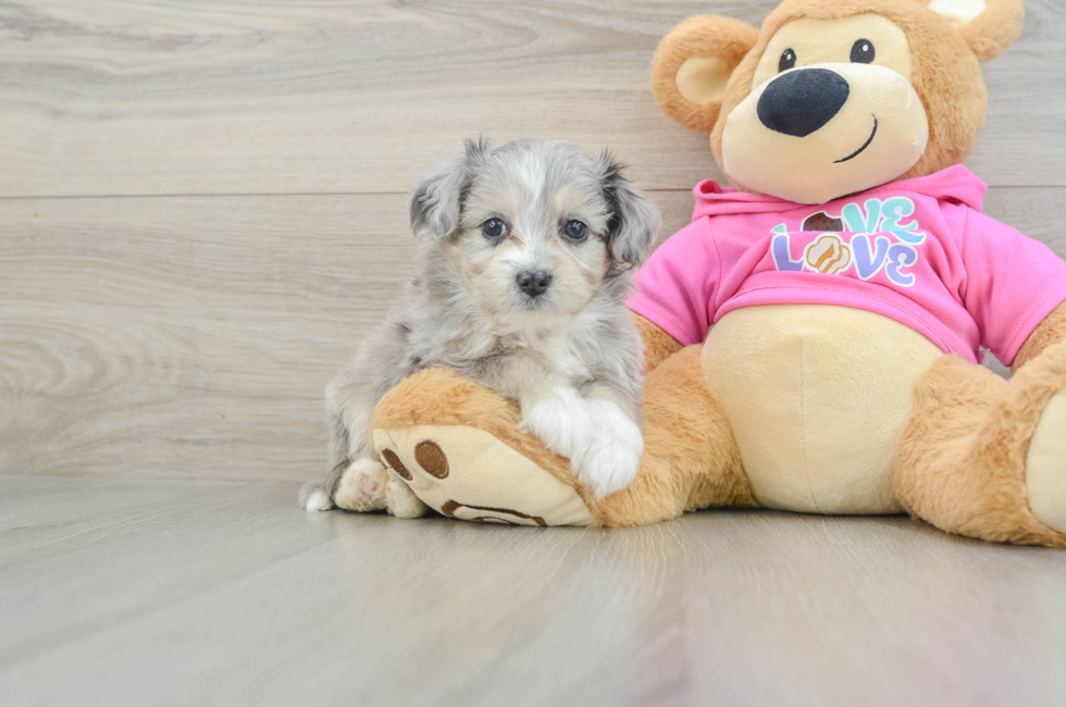 6 week old Aussiechon Puppy For Sale - Seaside Pups