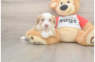 Little Aussie Bichon Designer Puppy