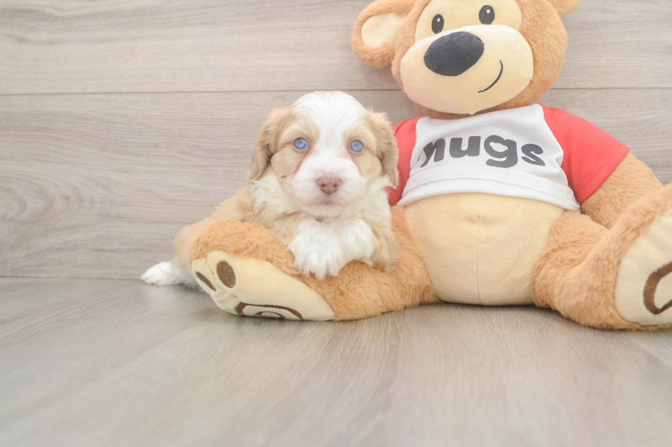 Little Aussie Bichon Designer Puppy