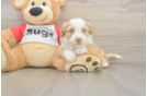 Little Aussie Bichon Designer Puppy