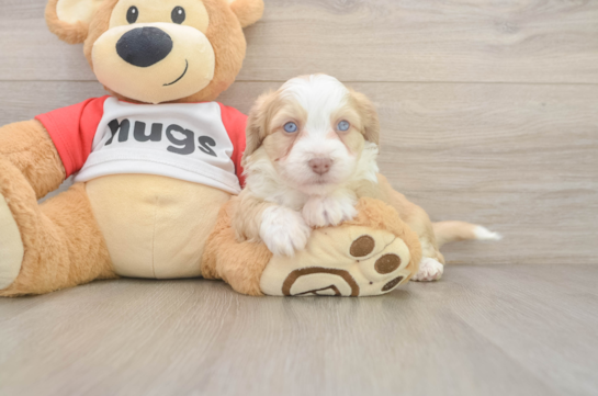 Little Aussie Bichon Designer Puppy