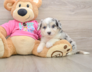 7 week old Aussiechon Puppy For Sale - Seaside Pups