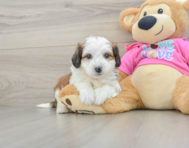 7 week old Aussiechon Puppy For Sale - Seaside Pups