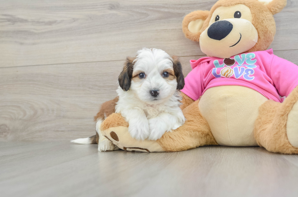 5 week old Aussiechon Puppy For Sale - Seaside Pups