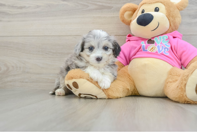 Aussiechon Pup Being Cute