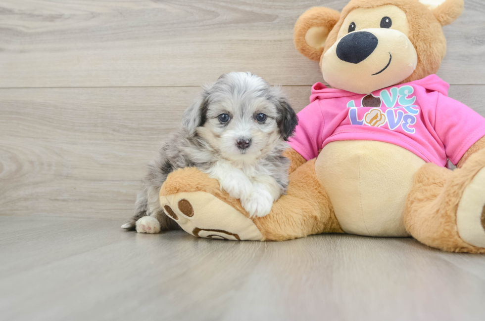 6 week old Aussiechon Puppy For Sale - Seaside Pups