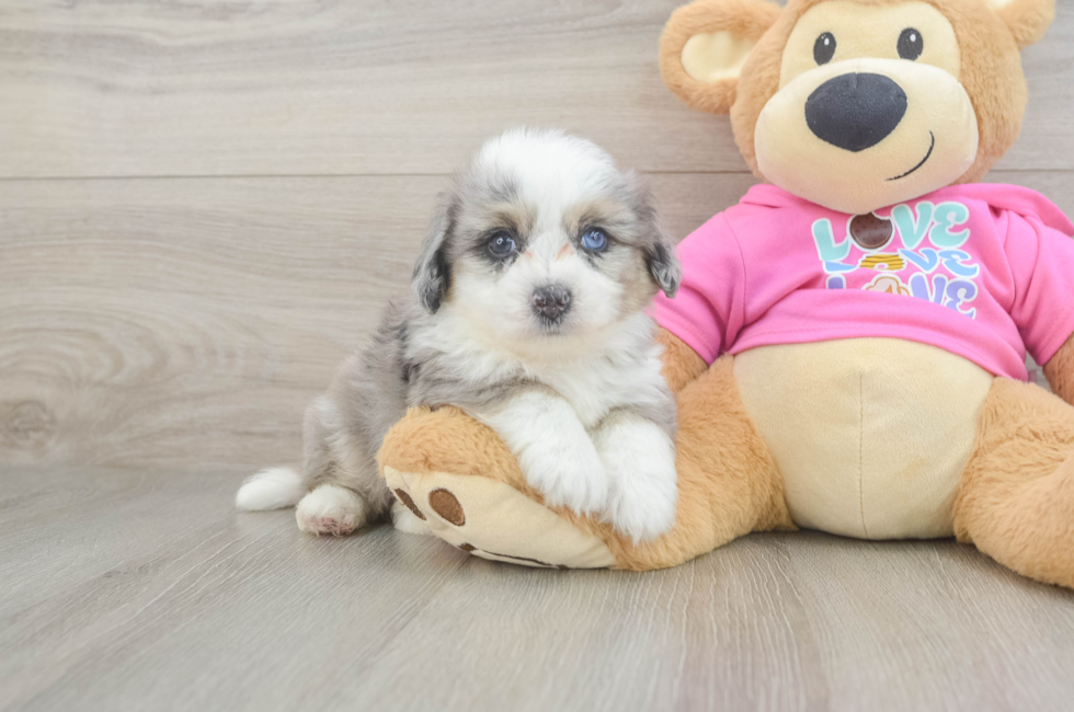 5 week old Aussiechon Puppy For Sale - Seaside Pups