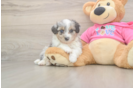 Energetic Aussie Bichon Designer Puppy