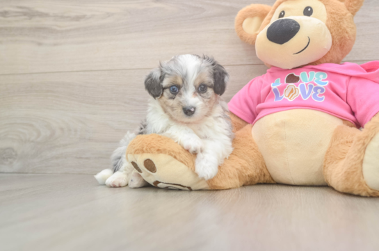 Energetic Aussie Bichon Designer Puppy
