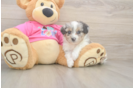 Sweet Aussiechon Baby