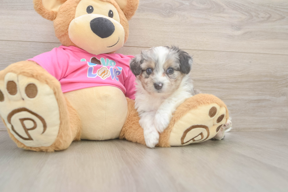 Sweet Aussiechon Baby