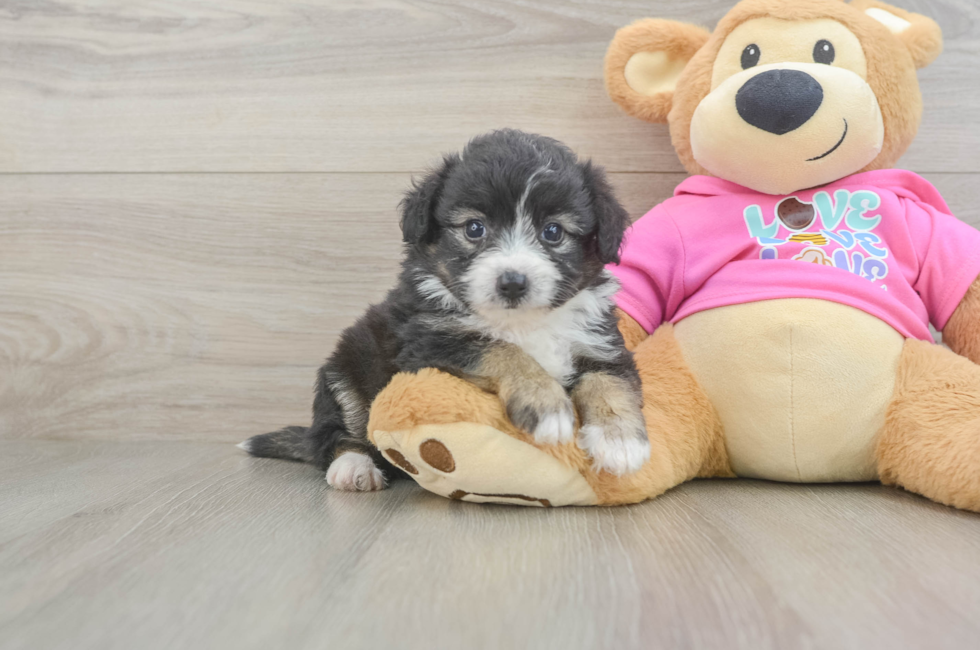 5 week old Aussiechon Puppy For Sale - Seaside Pups