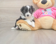 7 week old Aussiechon Puppy For Sale - Seaside Pups