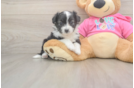 Cute Aussiechon Baby