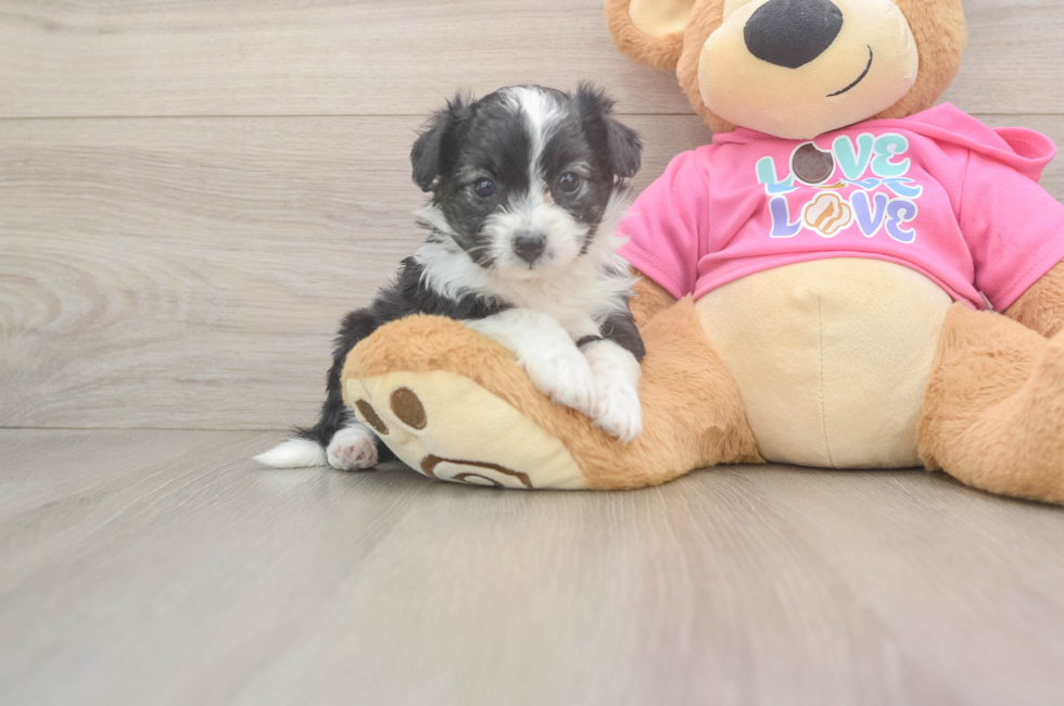 5 week old Aussiechon Puppy For Sale - Seaside Pups