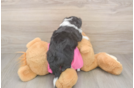 Aussiechon Puppy for Adoption