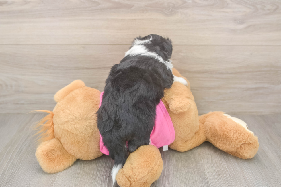 Aussiechon Puppy for Adoption