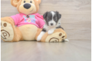 Aussiechon Puppy for Adoption