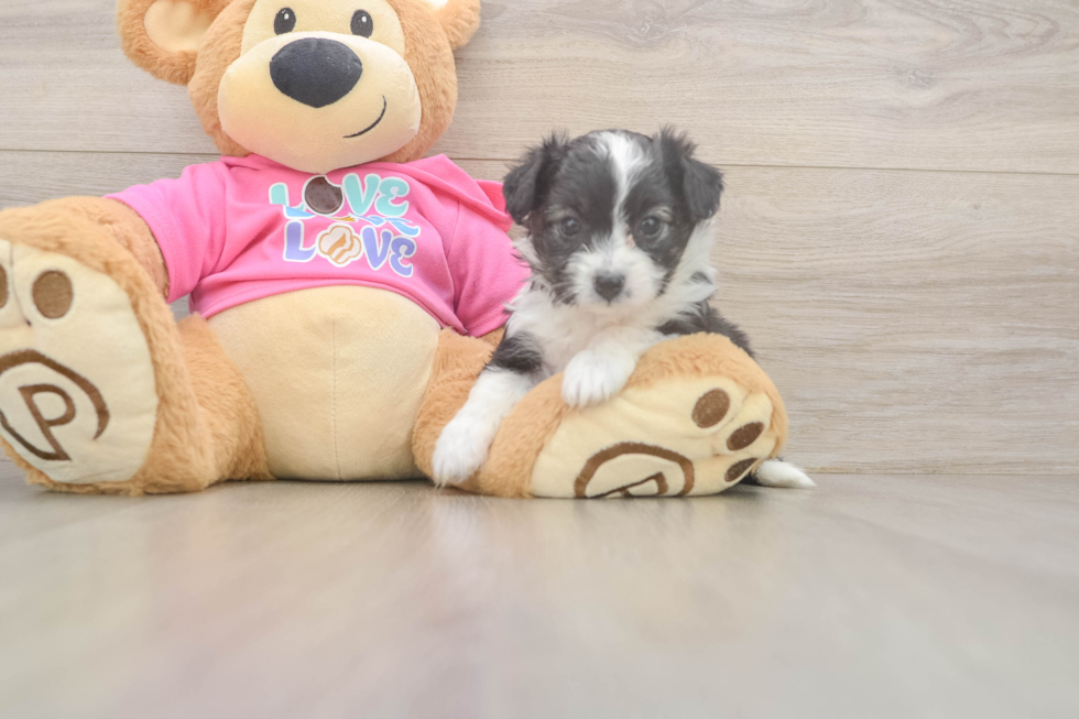 Aussiechon Puppy for Adoption