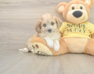 5 week old Aussiechon Puppy For Sale - Seaside Pups