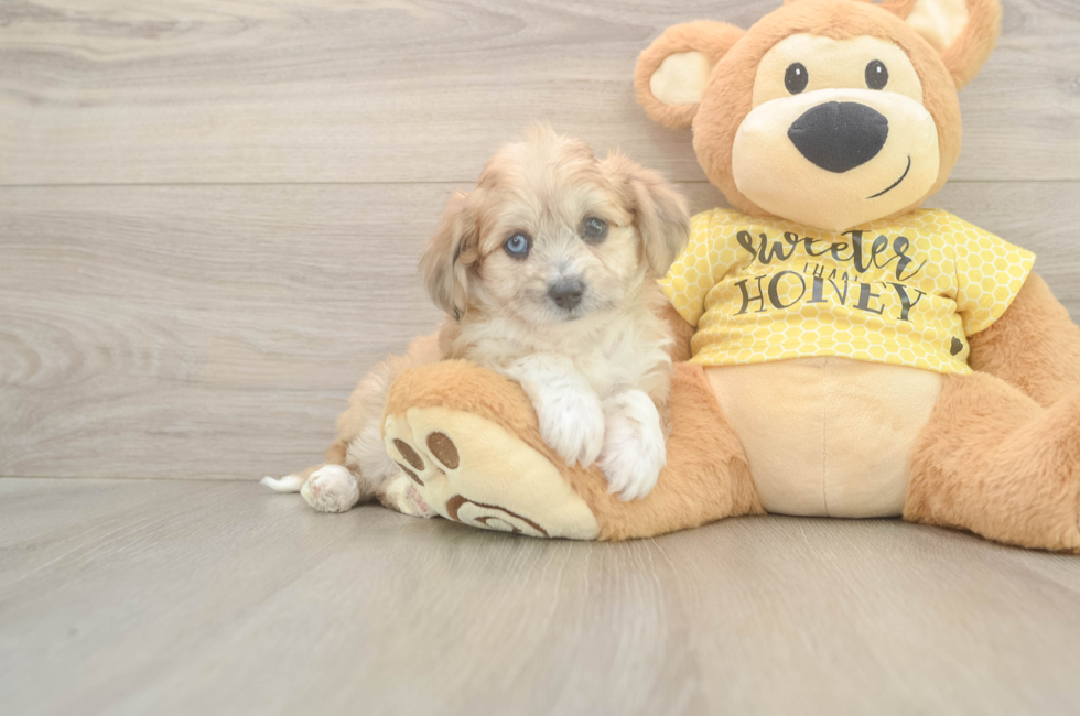 5 week old Aussiechon Puppy For Sale - Seaside Pups