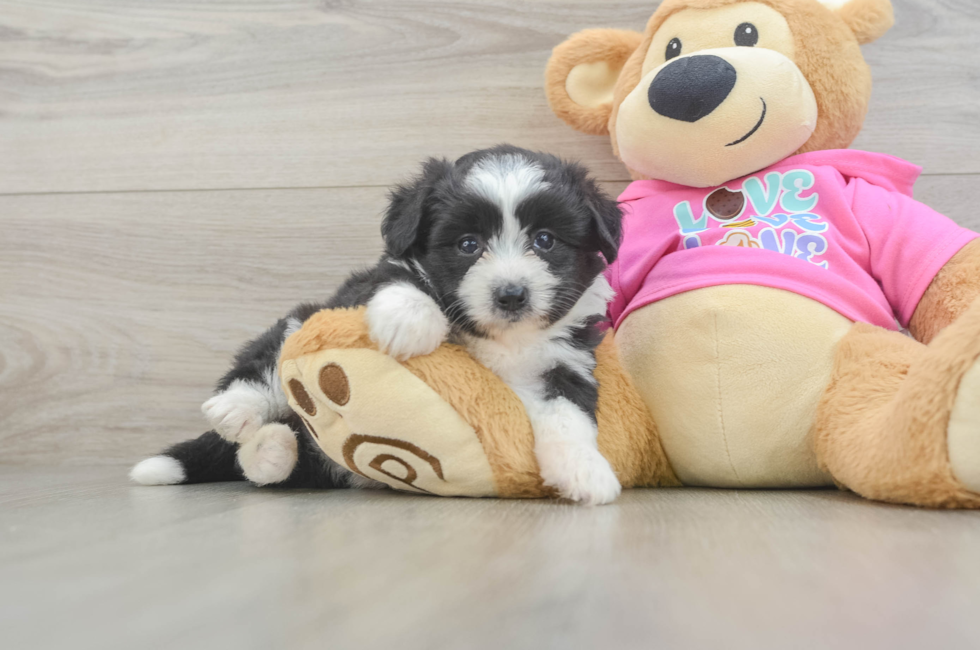 5 week old Aussiechon Puppy For Sale - Seaside Pups