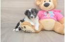 Sweet Aussiechon Baby