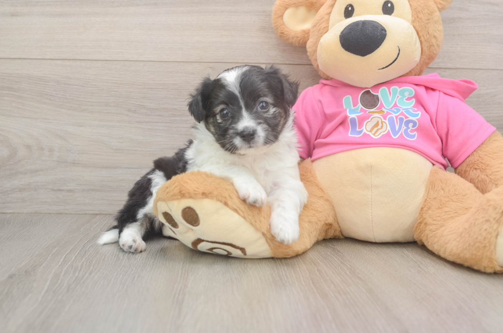 5 week old Aussiechon Puppy For Sale - Seaside Pups