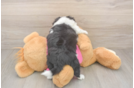 Energetic Aussie Bichon Designer Puppy