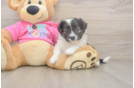 Aussiechon Pup Being Cute