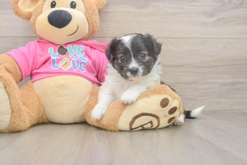 Aussiechon Pup Being Cute