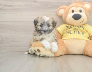 6 week old Aussiechon Puppy For Sale - Seaside Pups