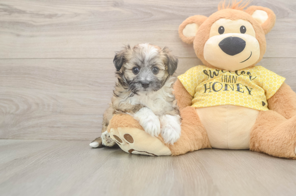 5 week old Aussiechon Puppy For Sale - Seaside Pups