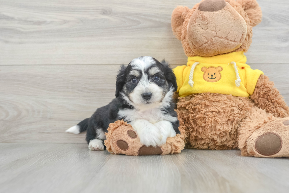 Popular Aussiechon Designer Pup