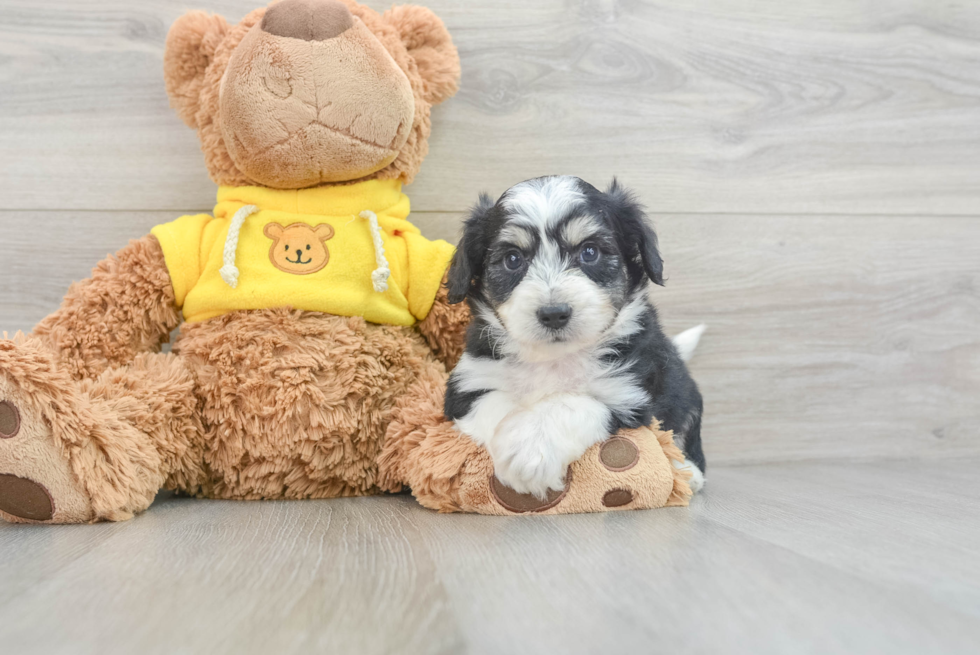 Playful Australian Designer Puppy