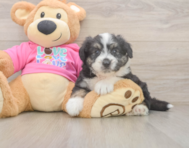 6 week old Aussiechon Puppy For Sale - Seaside Pups