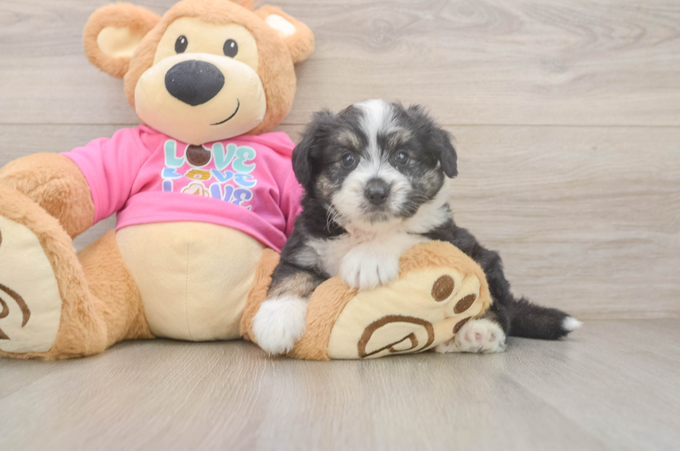 5 week old Aussiechon Puppy For Sale - Seaside Pups