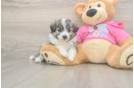Aussiechon Puppy for Adoption