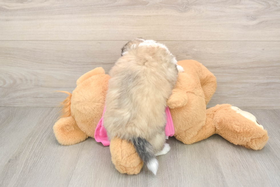 Aussiechon Pup Being Cute