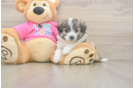 Best Aussiechon Baby