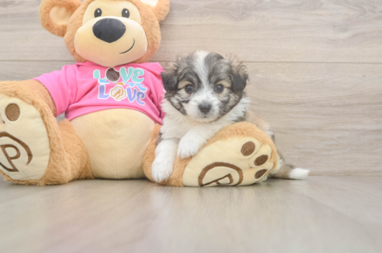 Best Aussiechon Baby