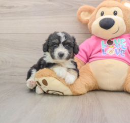 8 week old Aussiechon Puppy For Sale - Seaside Pups