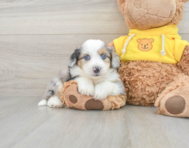 7 week old Aussiechon Puppy For Sale - Seaside Pups