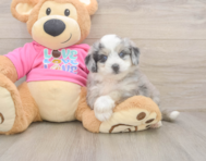 6 week old Aussiechon Puppy For Sale - Seaside Pups